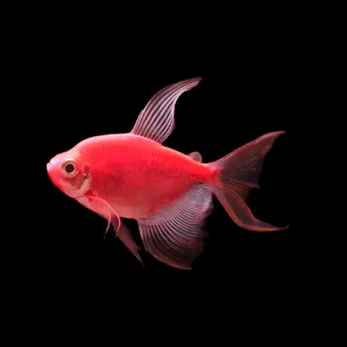GloFish, Starfire Red Longfin Tetra